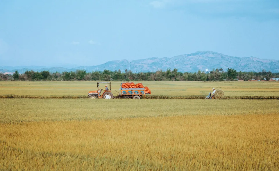 Kho gạo của Hồ Văn Cường